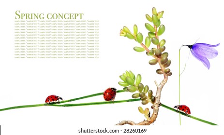 spring concept. flora and lady bug against white background.