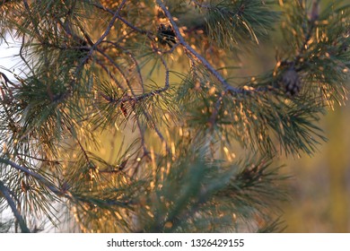 spring conifer warm sunset pine light