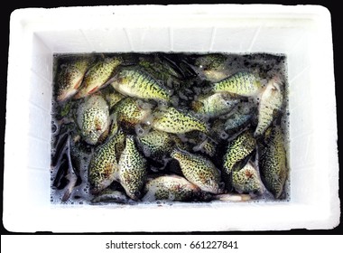 Spring Crappie Catch - A Styrofoam cooler full of a days catch of crappies