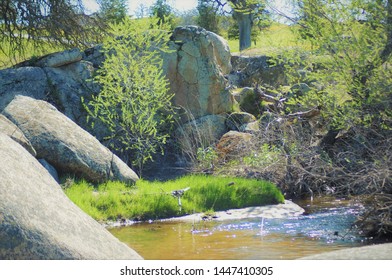 Spring Creek In The Sierra Nevada Foothills