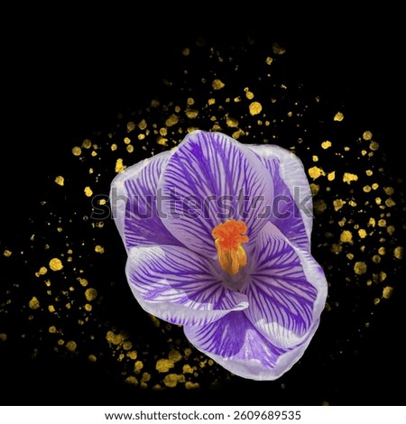 A spring crocus art black 