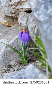 Spring crocus flower appearing between rocks and soil