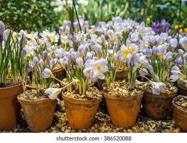 Spring Crocus Flowers In A Clay Pot
