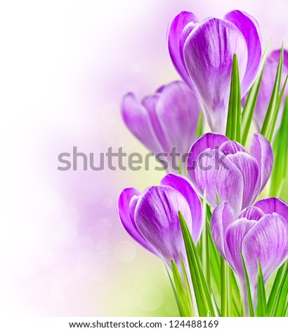 Similar – violet Nature Spring