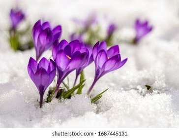 Spring Crocus In The Snow, Lit By The Sun.