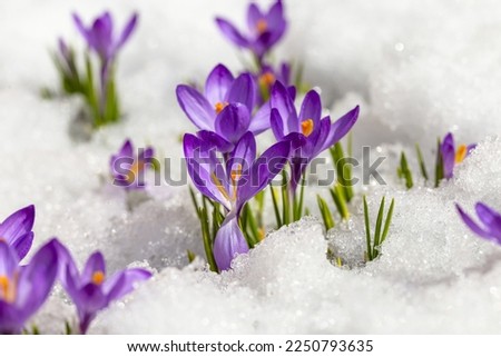 Spring crocus in the snow, lit by the sun. 