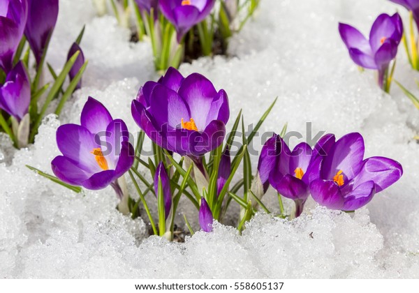 Spring crocus in the\
snow, lit by the sun.