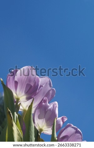 Spring Crocus in the Sun