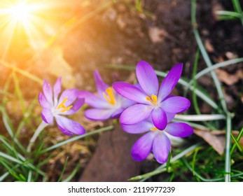 Spring crocuses bloom in the Park. Fresh beautiful purple and yellow crocuses, selective focus. Spring background with Flowering Crocuses flowers in Early Spring With Sunbeam. Crocus Iridaceae