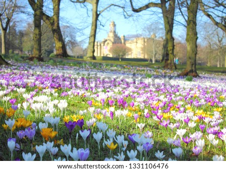 Spring Crocuses in Lister Park, Bradford with Cartwright Hall in the Background