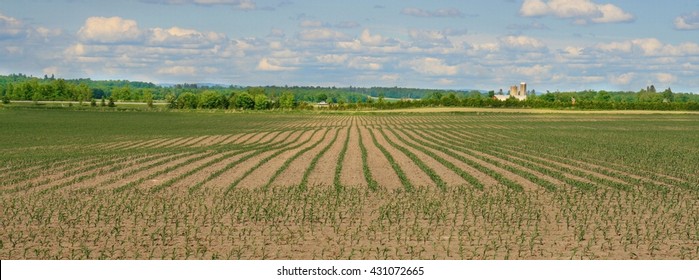 Spring Crop In Rural Ontario