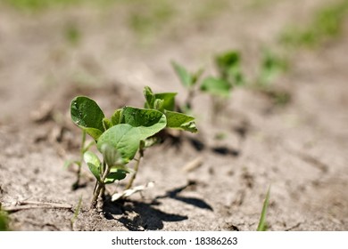 spring crops of "Glycine max" soybeans. Sprouts struggle in dry weather conditions.