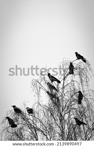 four birds Environment