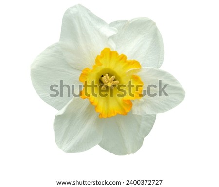 Spring daffodil flower head isolated white background