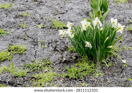Spring daffodils covered with hail after severe spring hailstorm