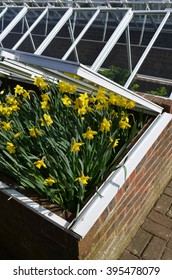 Spring Daffodils In A Garden Cloche.