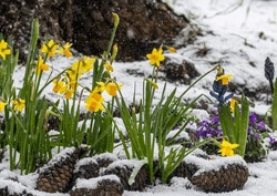 Spring Daffodils In The Snow