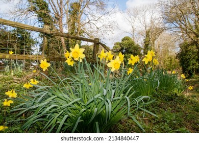 spring daffodils in the wild.