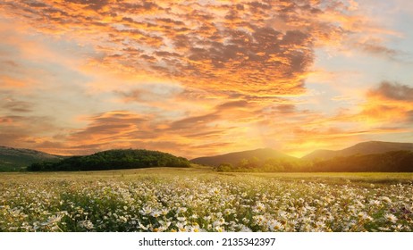 
Spring daisy Flowers in meadow. - Powered by Shutterstock