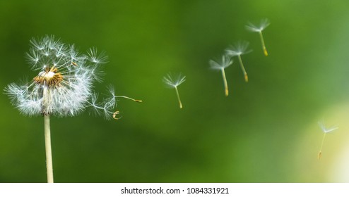 spring dandelion in field