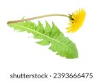 Spring dandelion flower with leaf