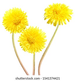 A Spring Dandelion Flowers Bunch Isolated On White