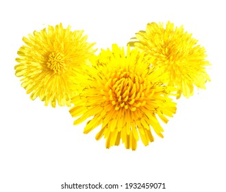 A Spring Dandelion Flowers Bunch Isolated On White