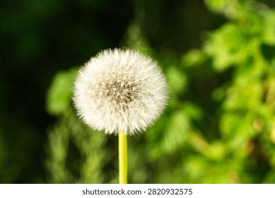 Spring dandelion on a background of green grass