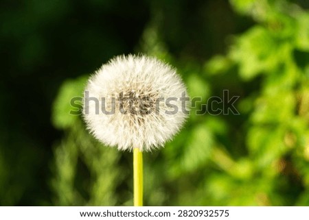 Spring dandelion on a background of green grass