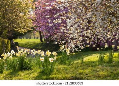 Spring Dawn In Nature With Cherry Blossom Trees And Daffodils. Seasonal Landscape In Norfolk England