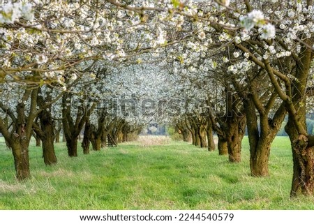Spring day in blossoming orchard 