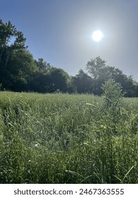 Spring day walk through trees and grass