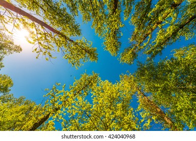 Spring in the deciduous forest. View of the tops of the trees in the sunlight from the ground level