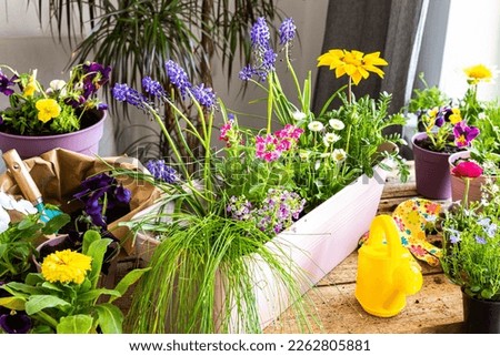 Spring decoration of a home balcony or terrace with flowers, transplanting flowers from temporary pots to permanent ones, home gardening and hobbies, biophilic design