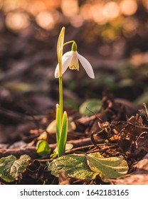 Spring Denmark Flower Sun Beautiful