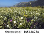 Spring desert lilies in field off of Henderson Road in Anza-Borrego Desert State Park, near Anza Borrego Springs, CA