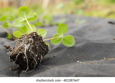 Spring Detail On Seedling Roots And Strawberries On Strawberry Flower-beds