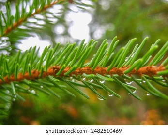 Spring dewdrops on evergreen branch  - Powered by Shutterstock