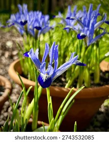 Spring display of dwarf iris reticulata Clairette in terracotta pots close up. These small iris are some of the earliest spring flowers fully hardy and usually blooming in mid February at the same time as snowdrops