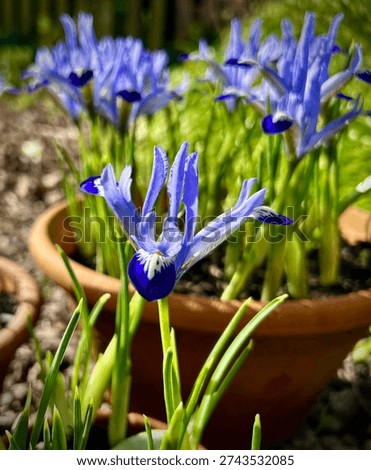 Spring display of dwarf iris reticulata Clairette in terracotta pots close up. These small iris are some of the earliest spring flowers fully hardy and usually blooming in mid February at the same time as snowdrops