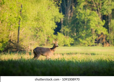 spring doe deers