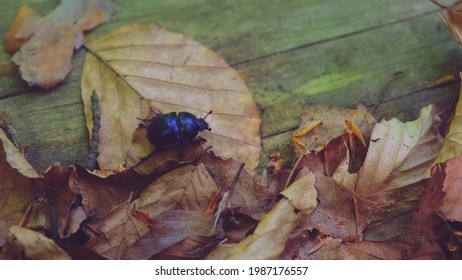 Spring Dor Beetle Insect Bug Walking on Withered Leaves and Tackling Obstacles in Forest