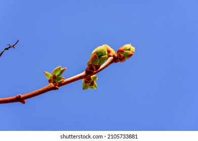 Spring. Early Chestnut Buds. Horse Chestnut Seed Extract Is Used Orally And Topically To Treat Hemorrhoids And Chronic Venous Insufficiency (CVI)