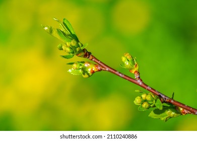 Spring. Early Chestnut Buds. Horse Chestnut Seed Extract Is Used Orally And Topically To Treat Hemorrhoids And Chronic Venous Insufficiency (CVI)