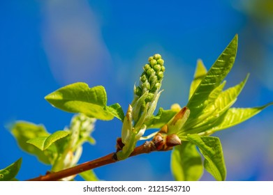 Spring. Early Chestnut Buds. Horse Chestnut Seed Extract Is Used Orally And Topically To Treat Hemorrhoids And Chronic Venous Insufficiency (CVI)