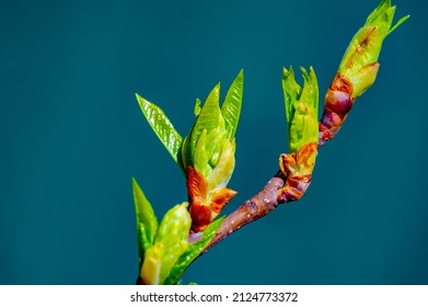 Spring. Early Chestnut Buds. Horse Chestnut Seed Extract Is Used Orally And Topically To Treat Hemorrhoids And Chronic Venous Insufficiency (CVI)