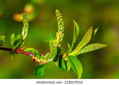 Spring. Early Chestnut Buds. Horse Chestnut Seed Extract Is Used Orally And Topically To Treat Hemorrhoids And Chronic Venous Insufficiency (CVI)