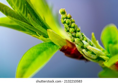 Spring. Early Chestnut Buds. Horse Chestnut Seed Extract Is Used Orally And Topically To Treat Hemorrhoids And Chronic Venous Insufficiency (CVI)