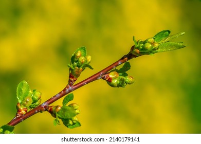 Spring. Early Chestnut Buds. Horse Chestnut Seed Extract Is Used Orally And Topically To Treat Hemorrhoids And Chronic Venous Insufficiency (CVI)