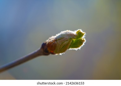 Spring. Early Chestnut Buds. Horse Chestnut Seed Extract Is Used Orally And Topically To Treat Hemorrhoids And Chronic Venous Insufficiency (CVI)